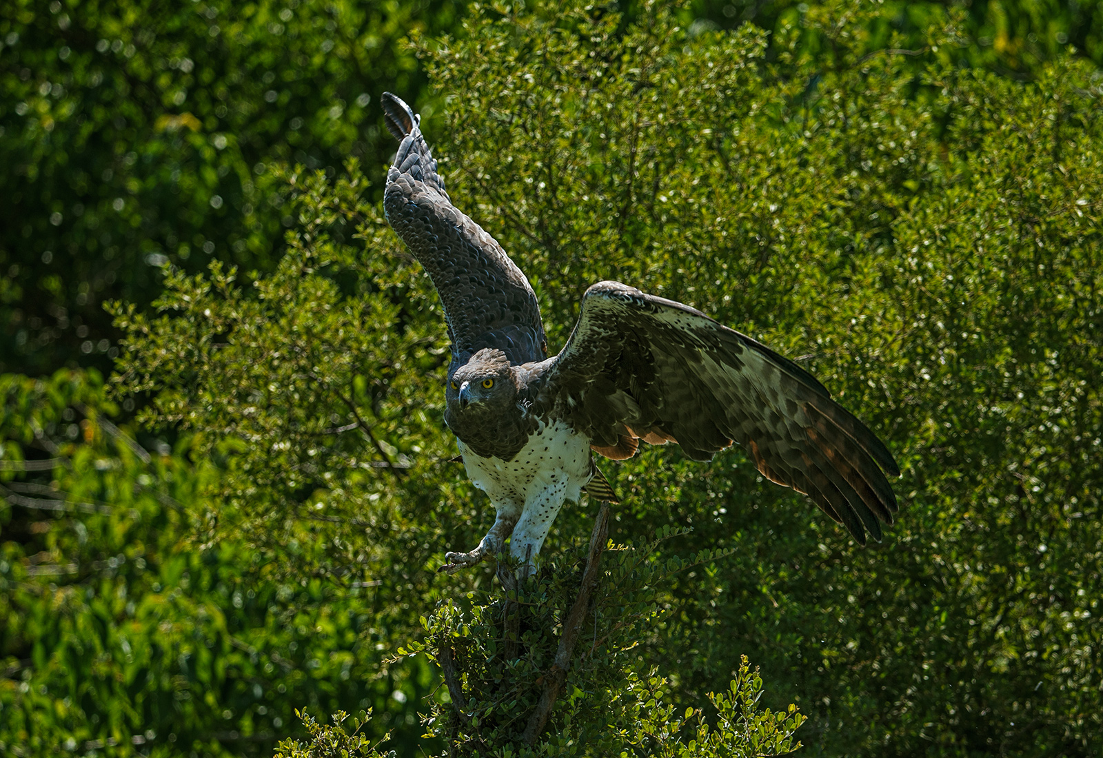 Martial Eagle