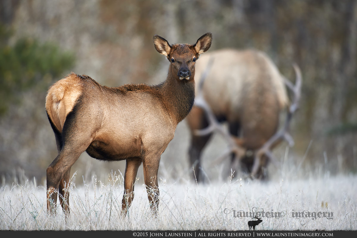 Young Elk