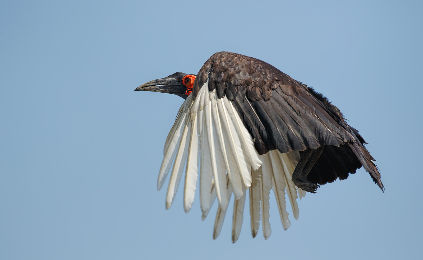 Southern Ground Hornbill