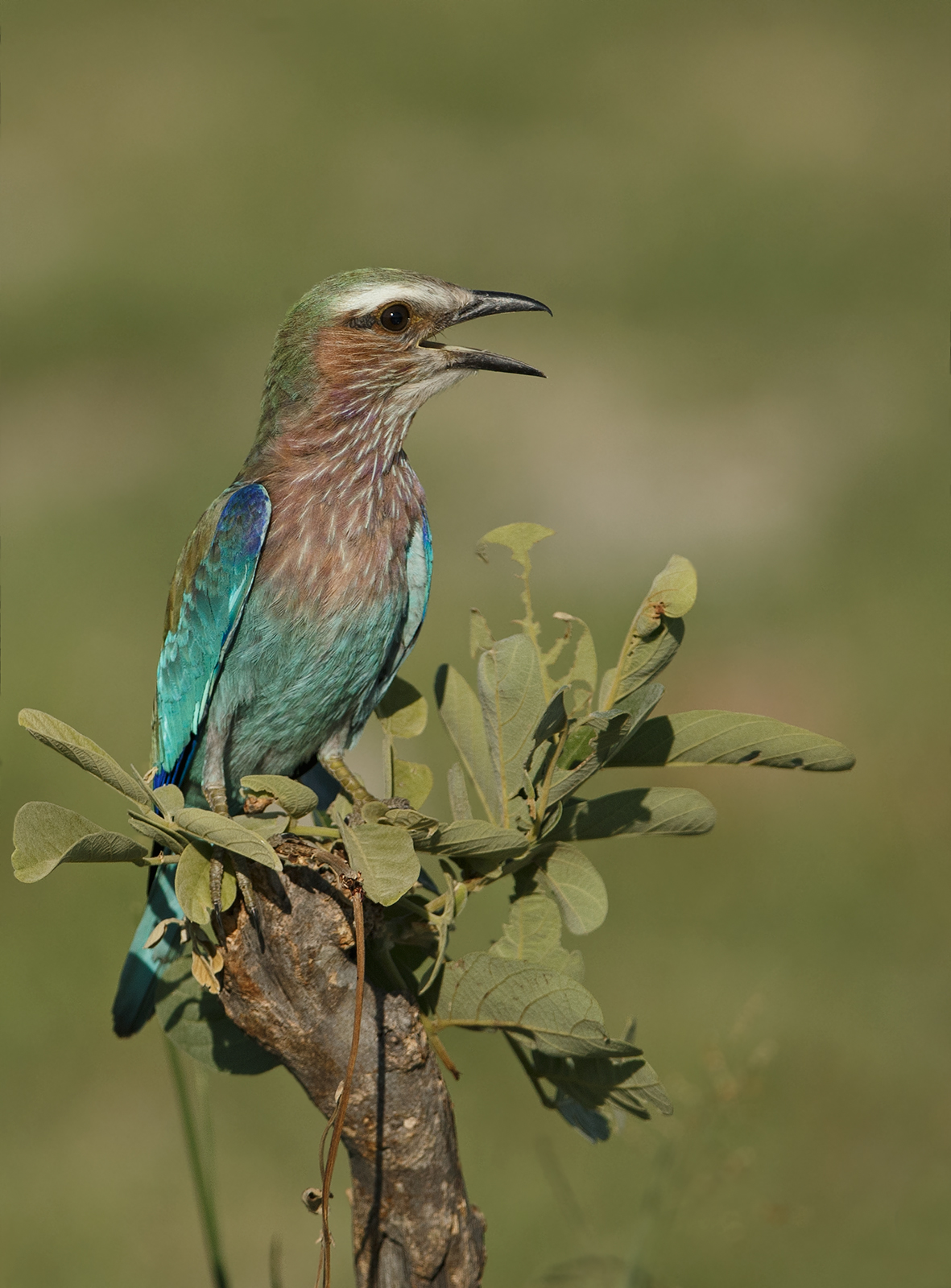 Lilac Breasted Roller
