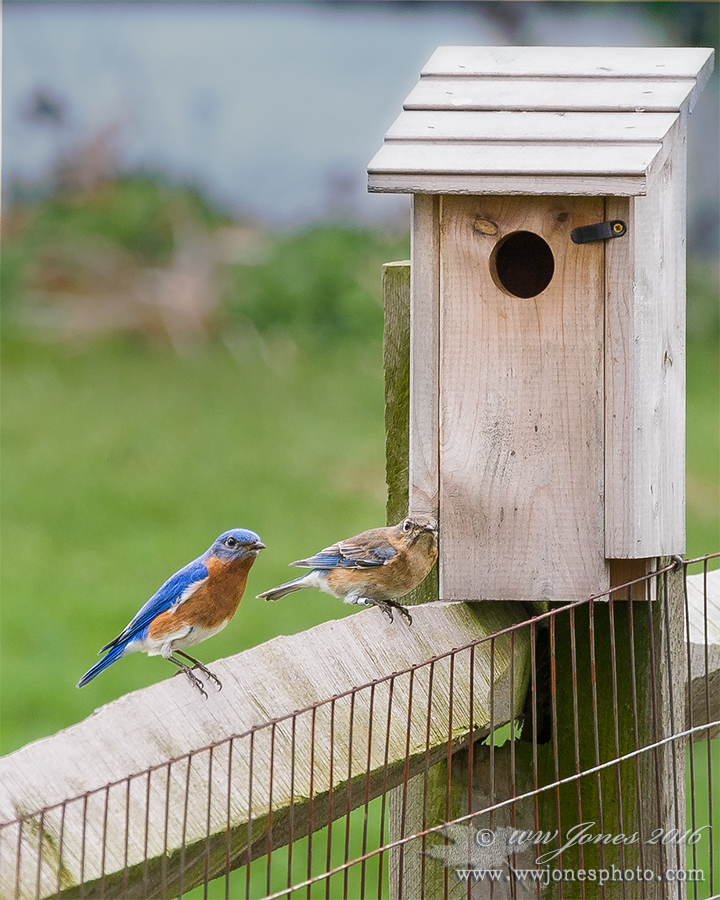 Eastern Bluebird: WC 721