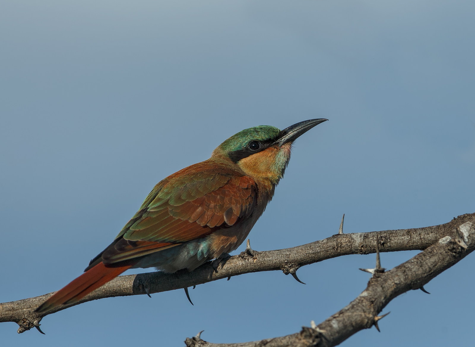 Carmine Beeater Juvenile