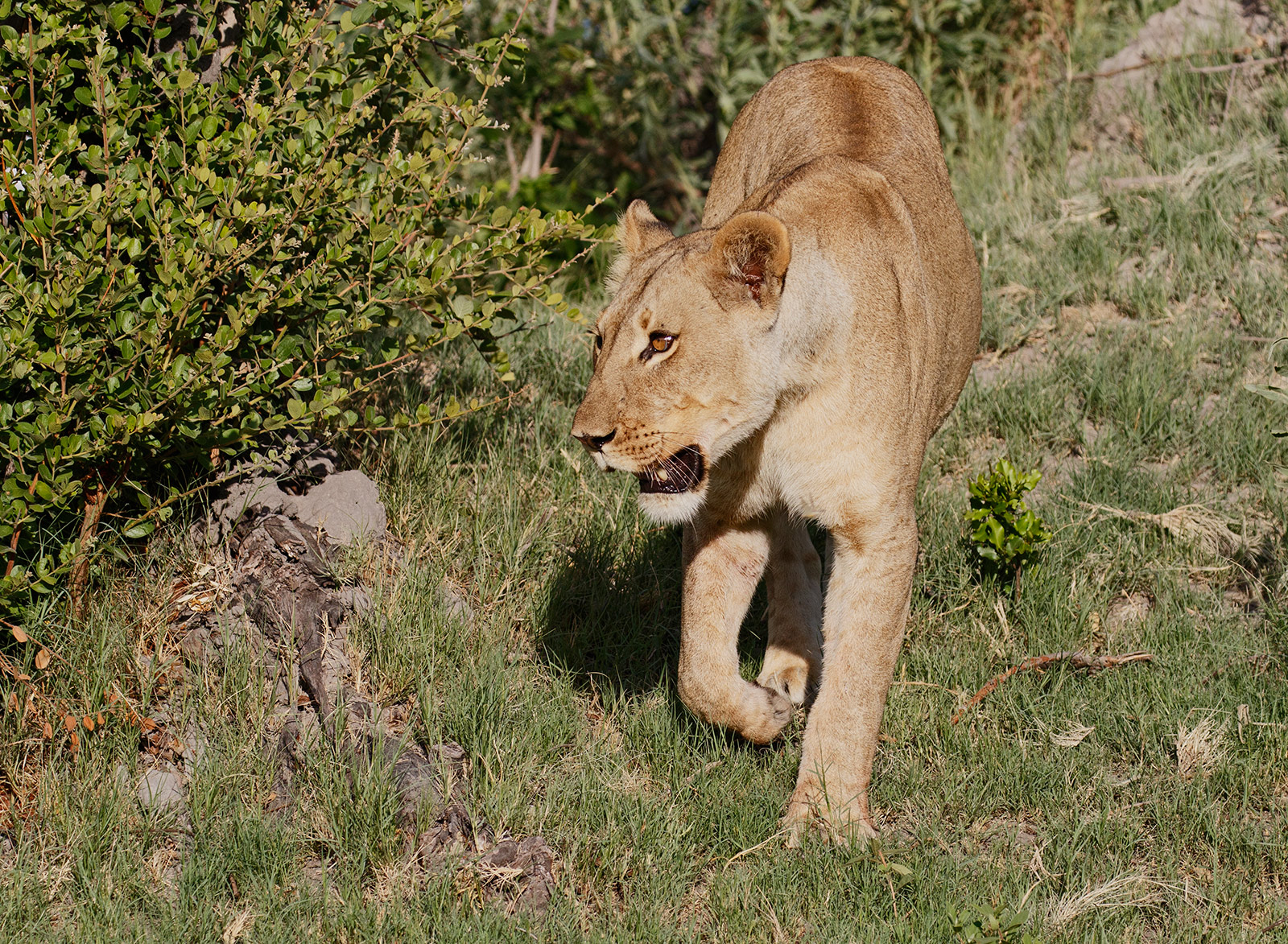 Lioness