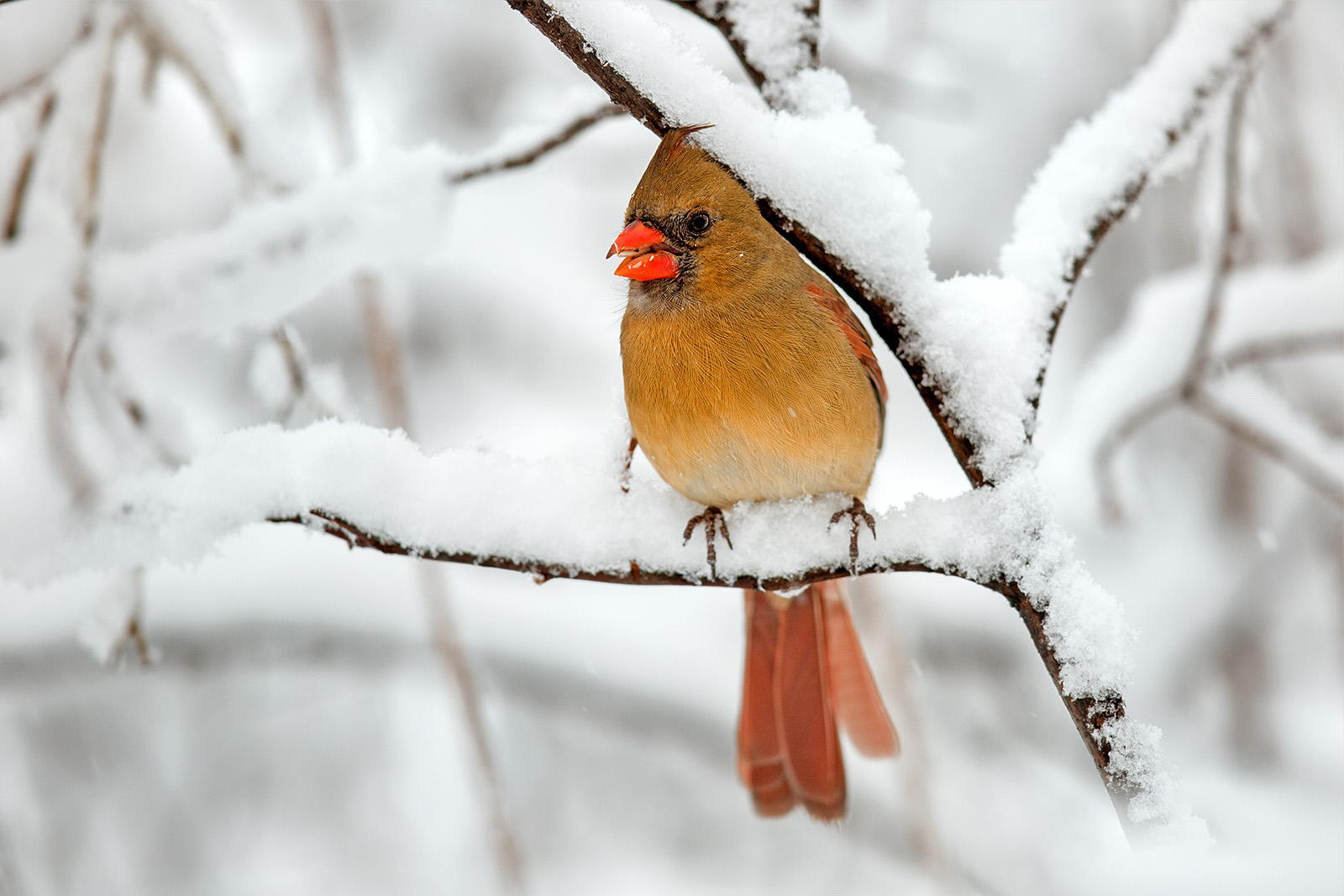 Cardinal in Snow