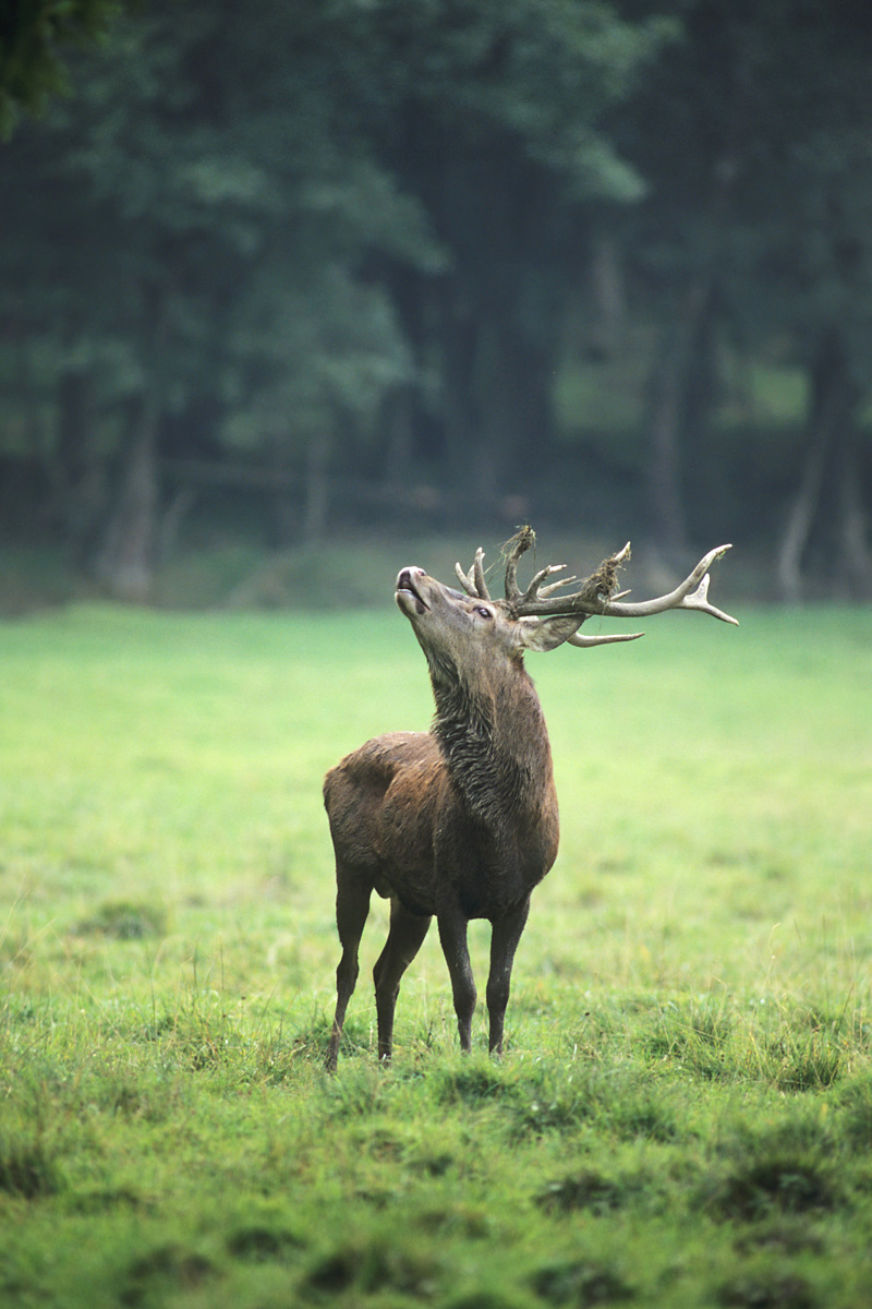Red Stag