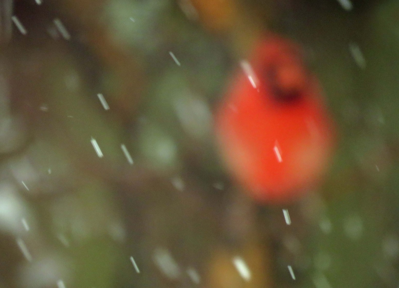 Cardinal First Snow 722