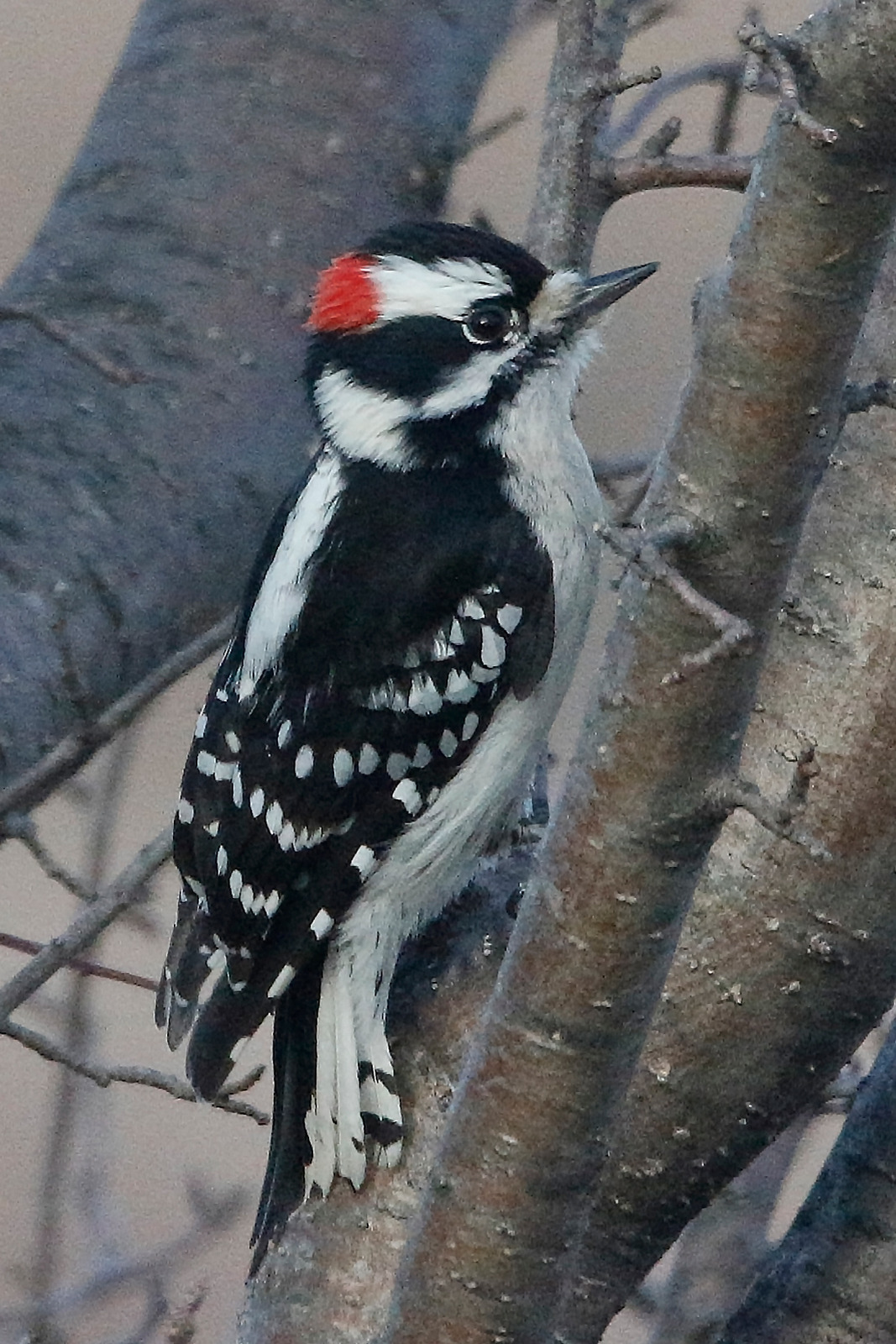 Downy woodpecker