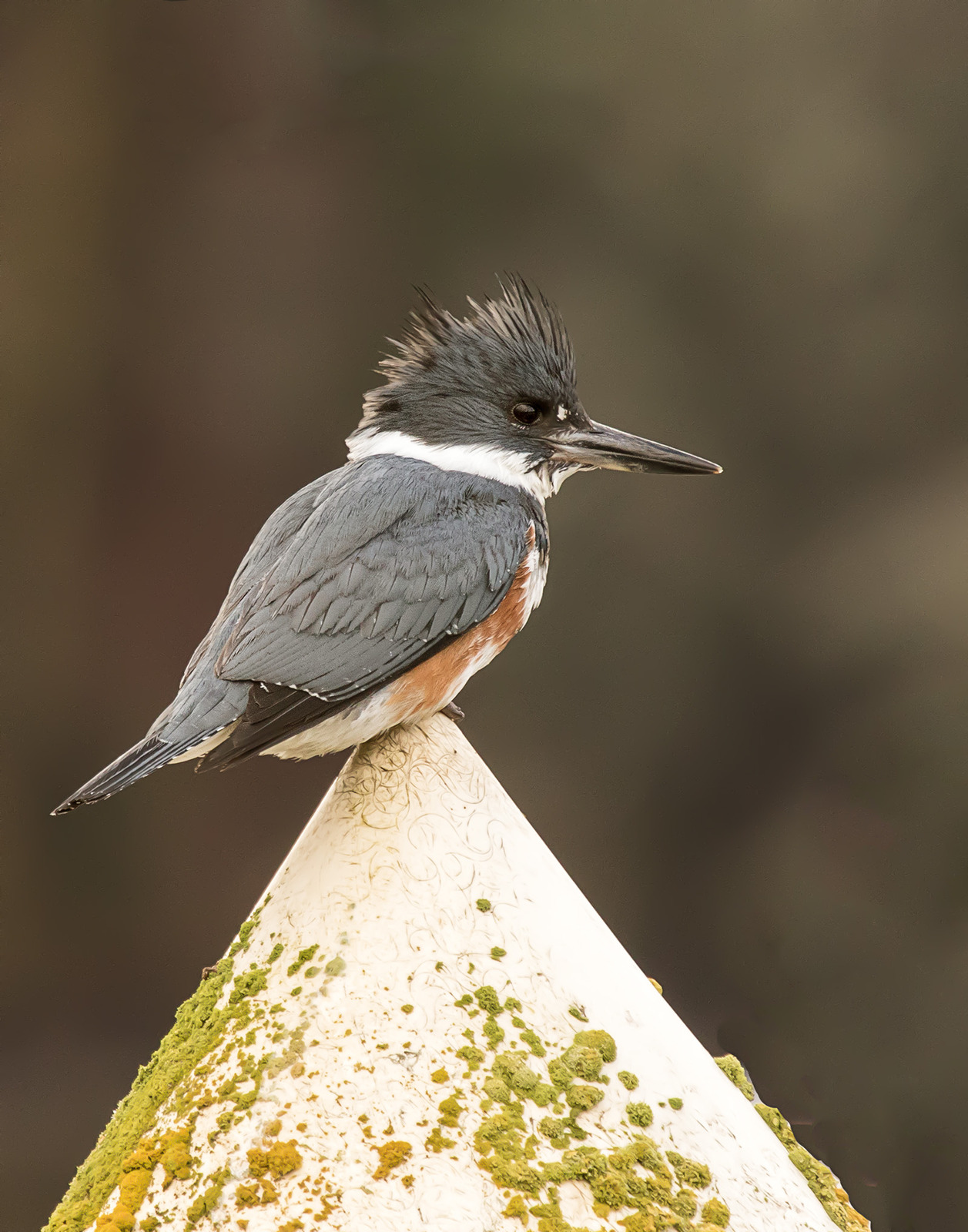 Belted Kingfisher &Re-post