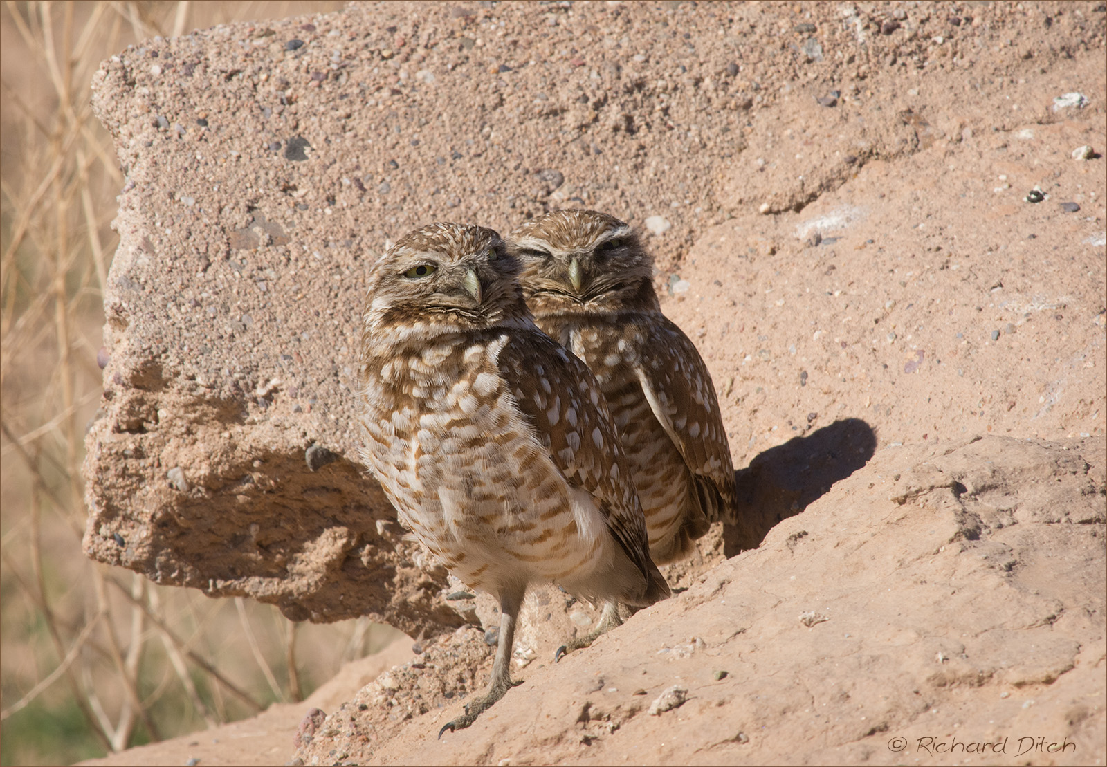 Burrowing Owls
