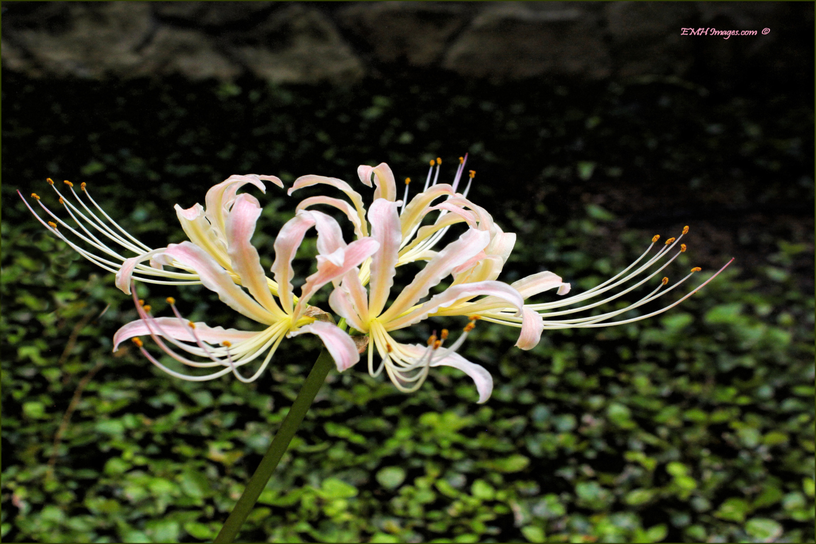 Lily