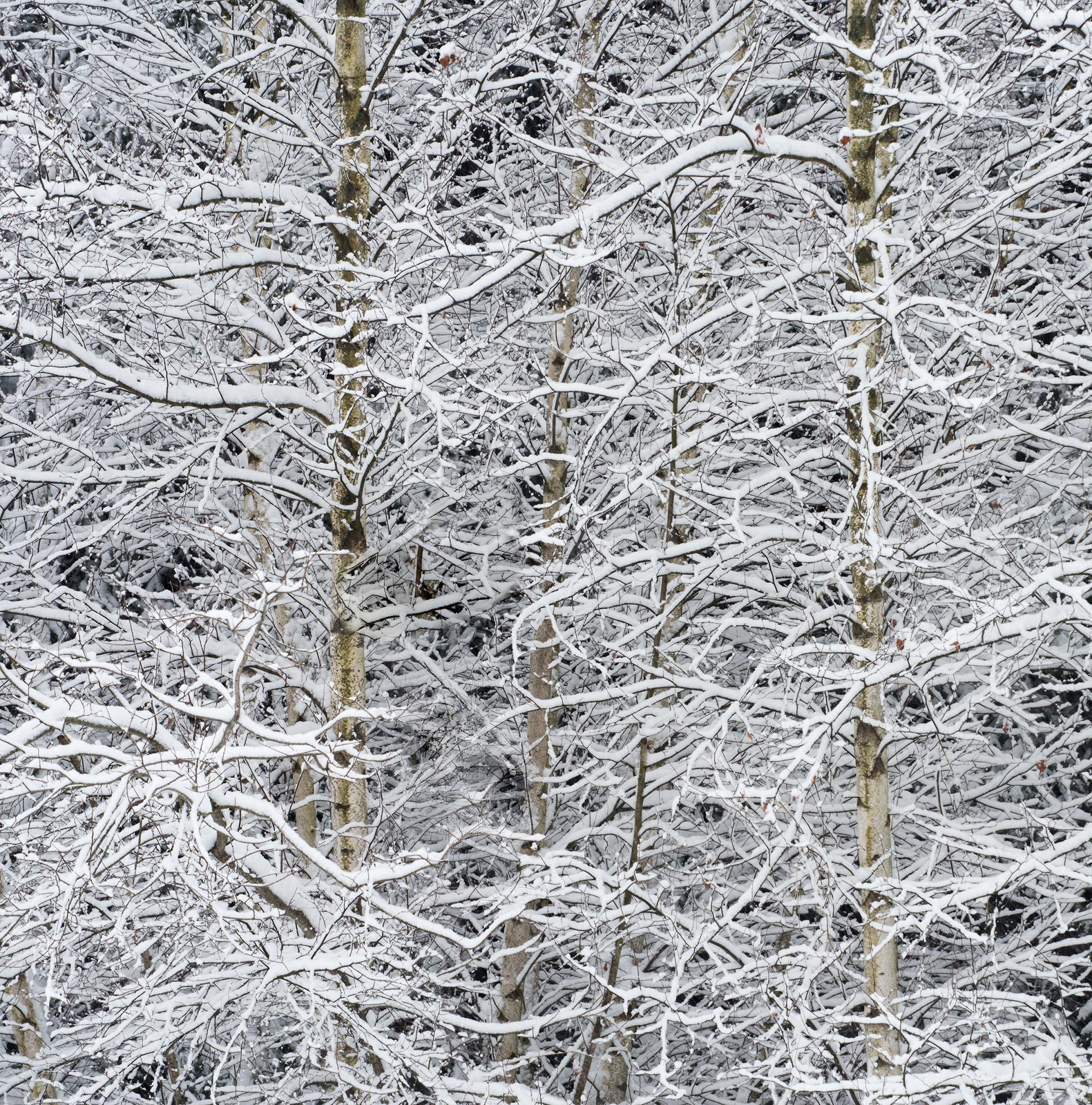 Snow &  Birches#2