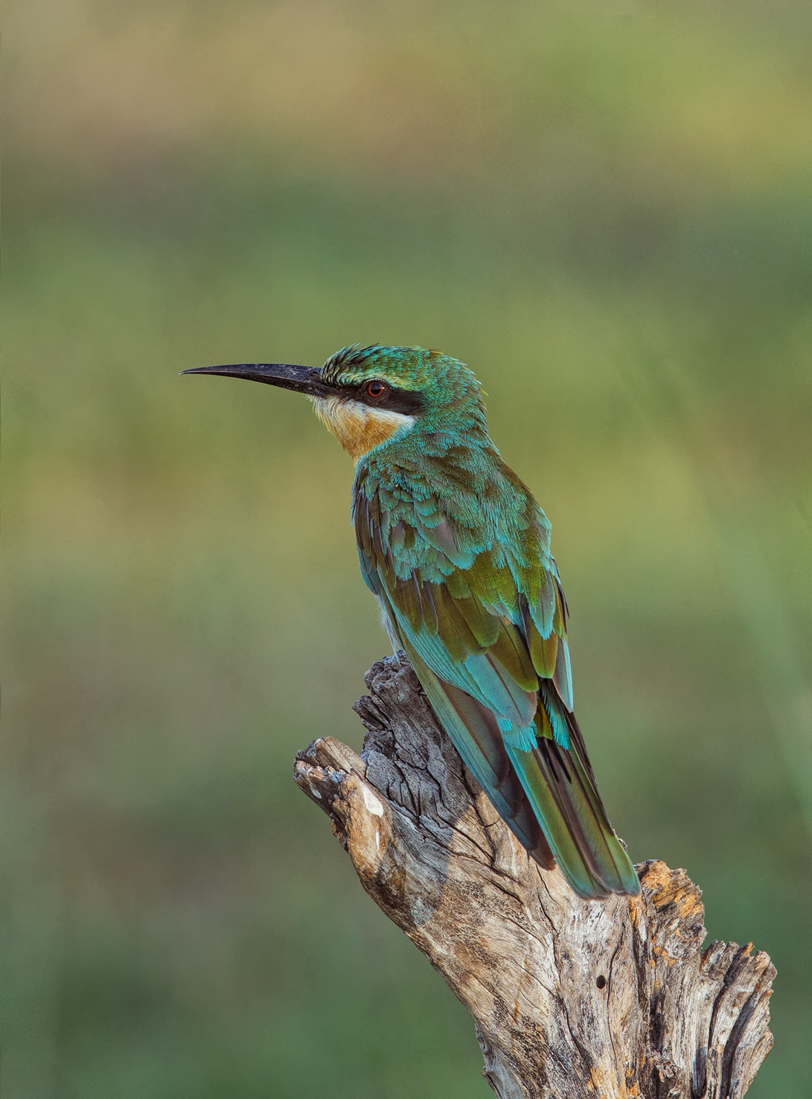 Blue Cheeked Beeater