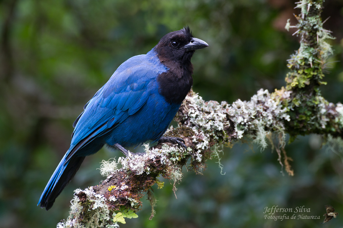 Azure Jay