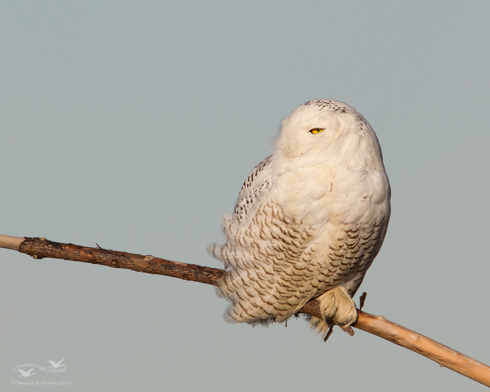 Snowy Owl