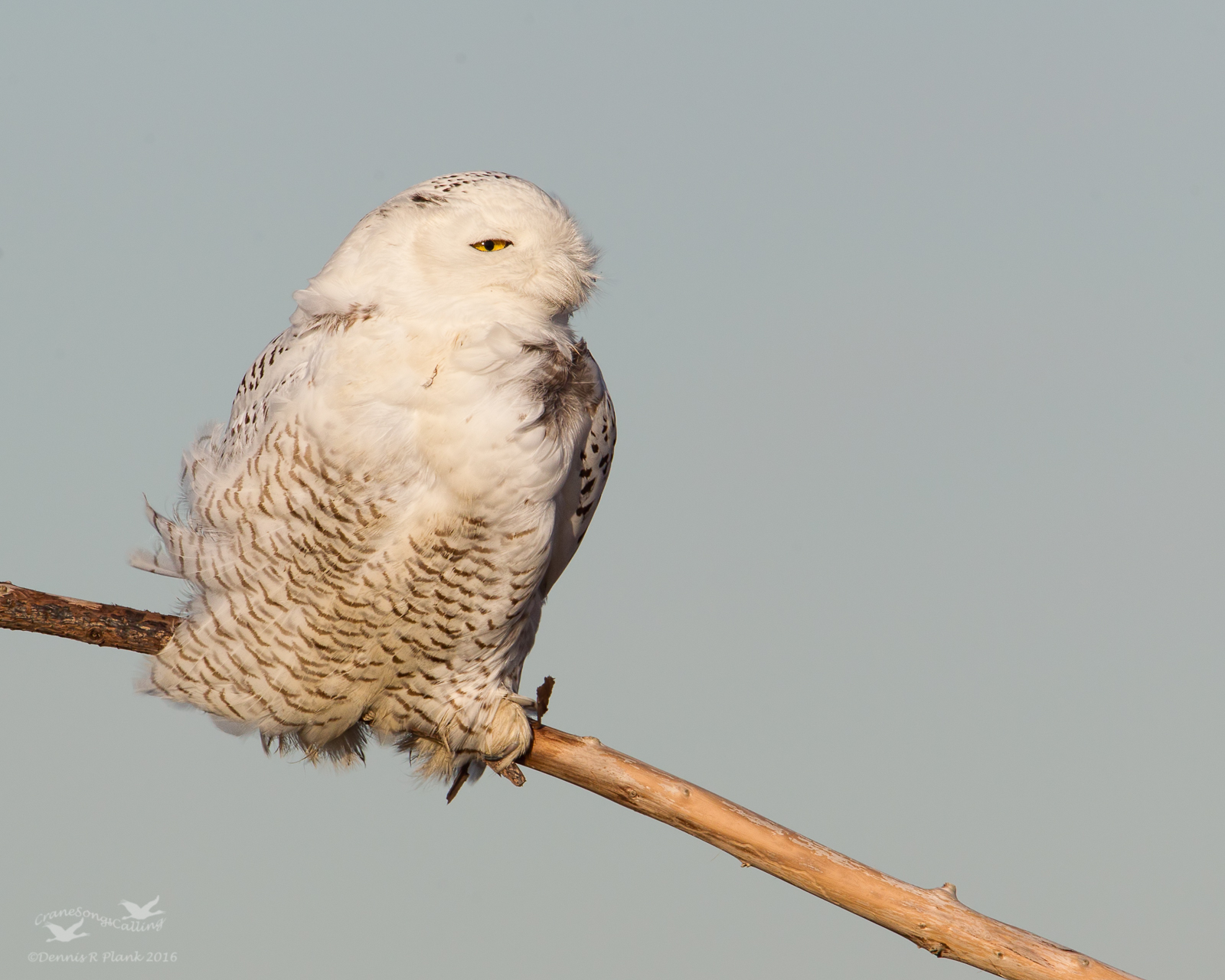 Face the Wind