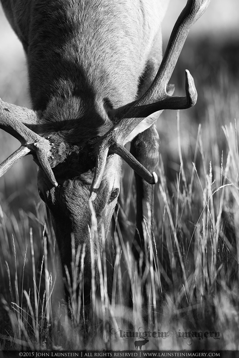 Grazing Bull Elk