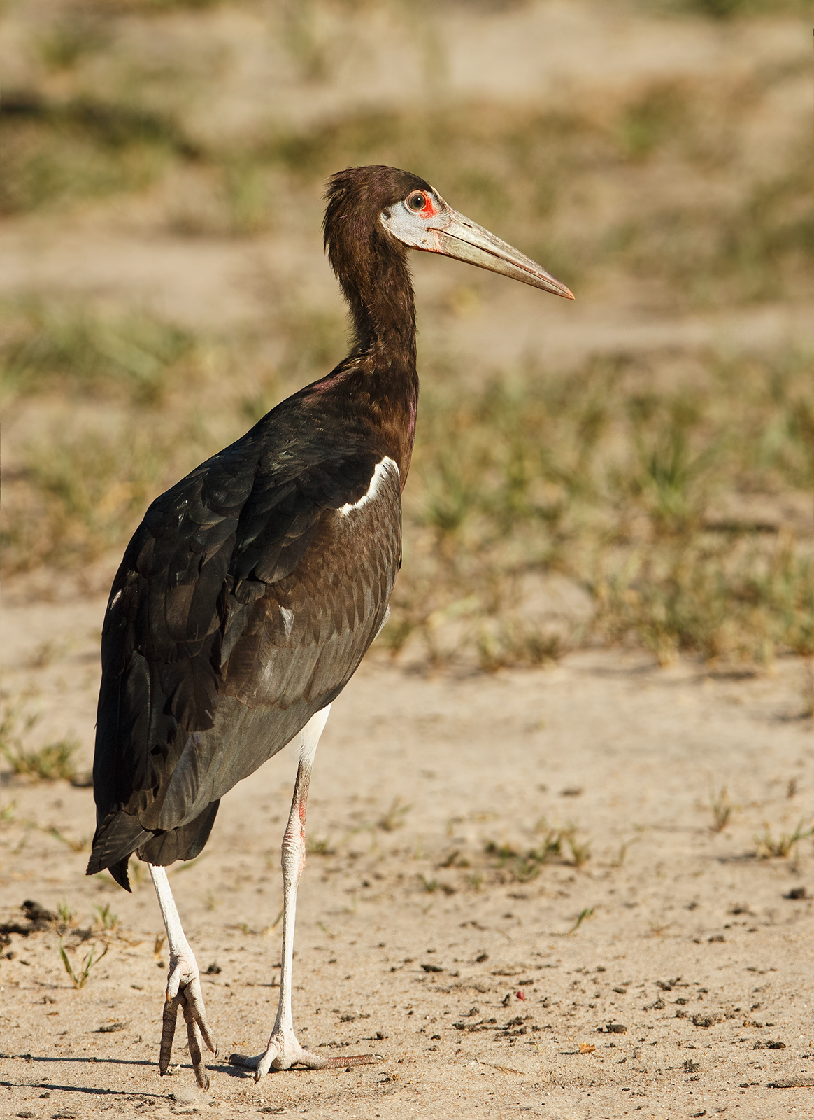 Abdim's Stork