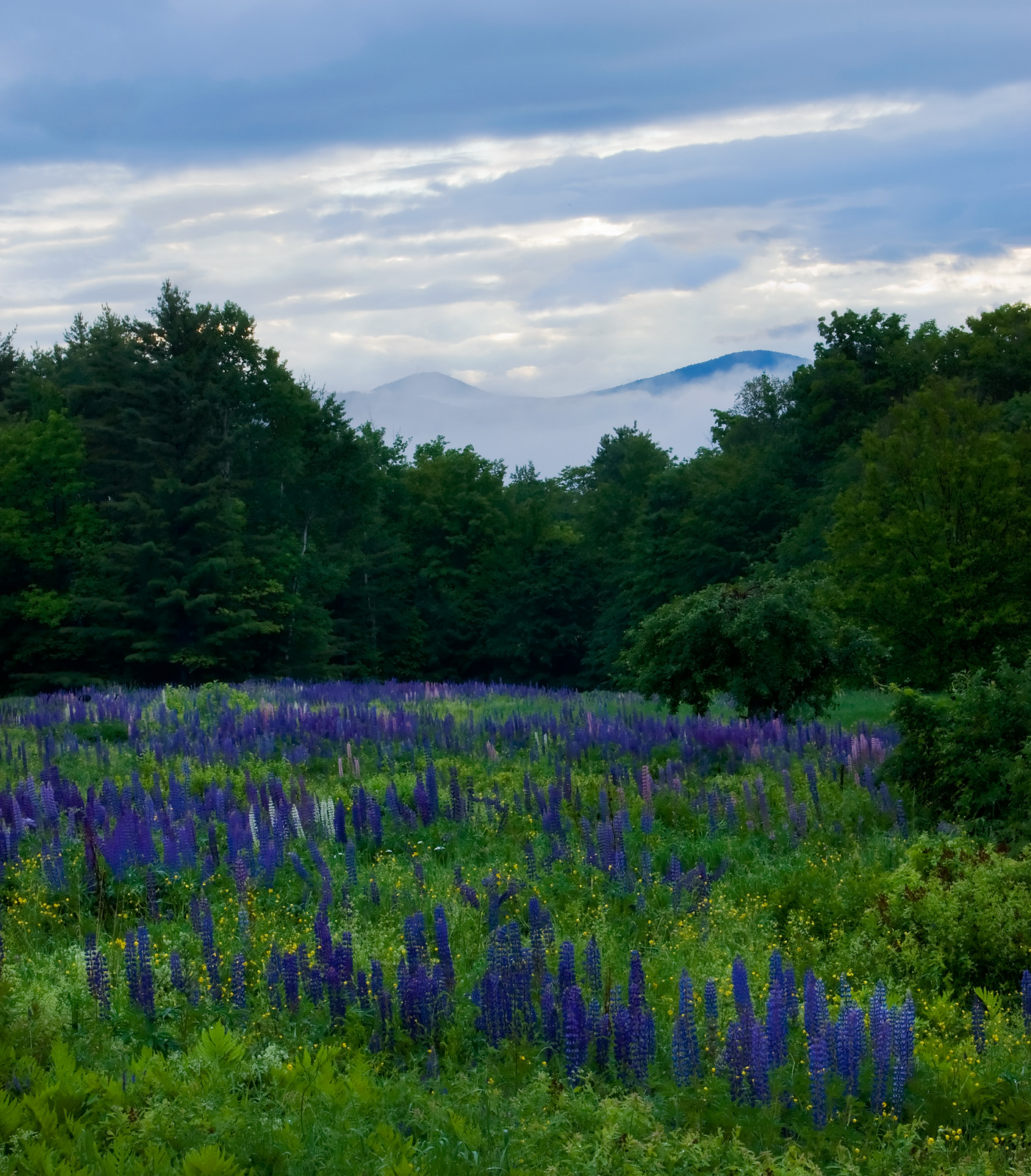 Lupine field at Twilight