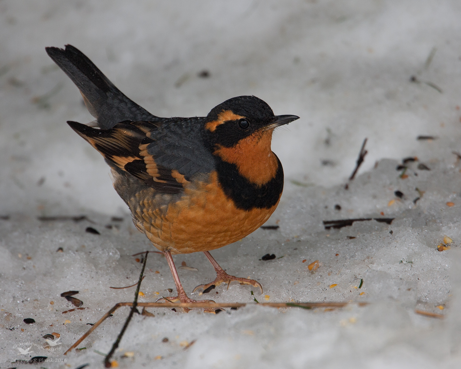 Varied Thrush & Repost