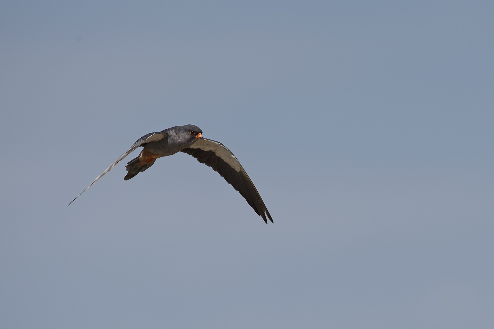 Aumur Falcon