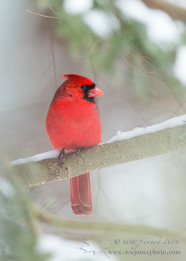 Cardinal "Cram" Portrait