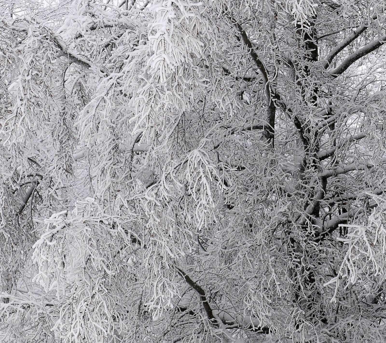 Ice  Etchings