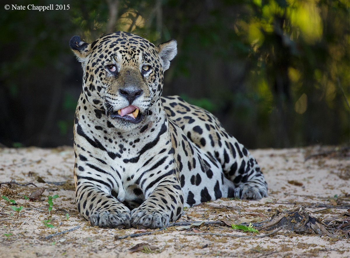 Pantanal Jaguar