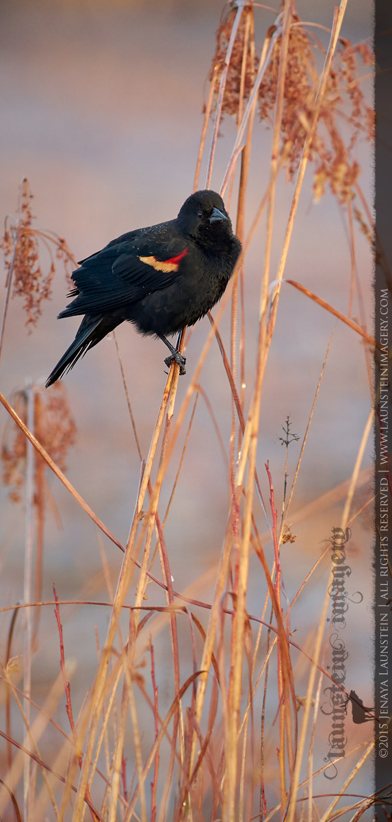 In The Reeds