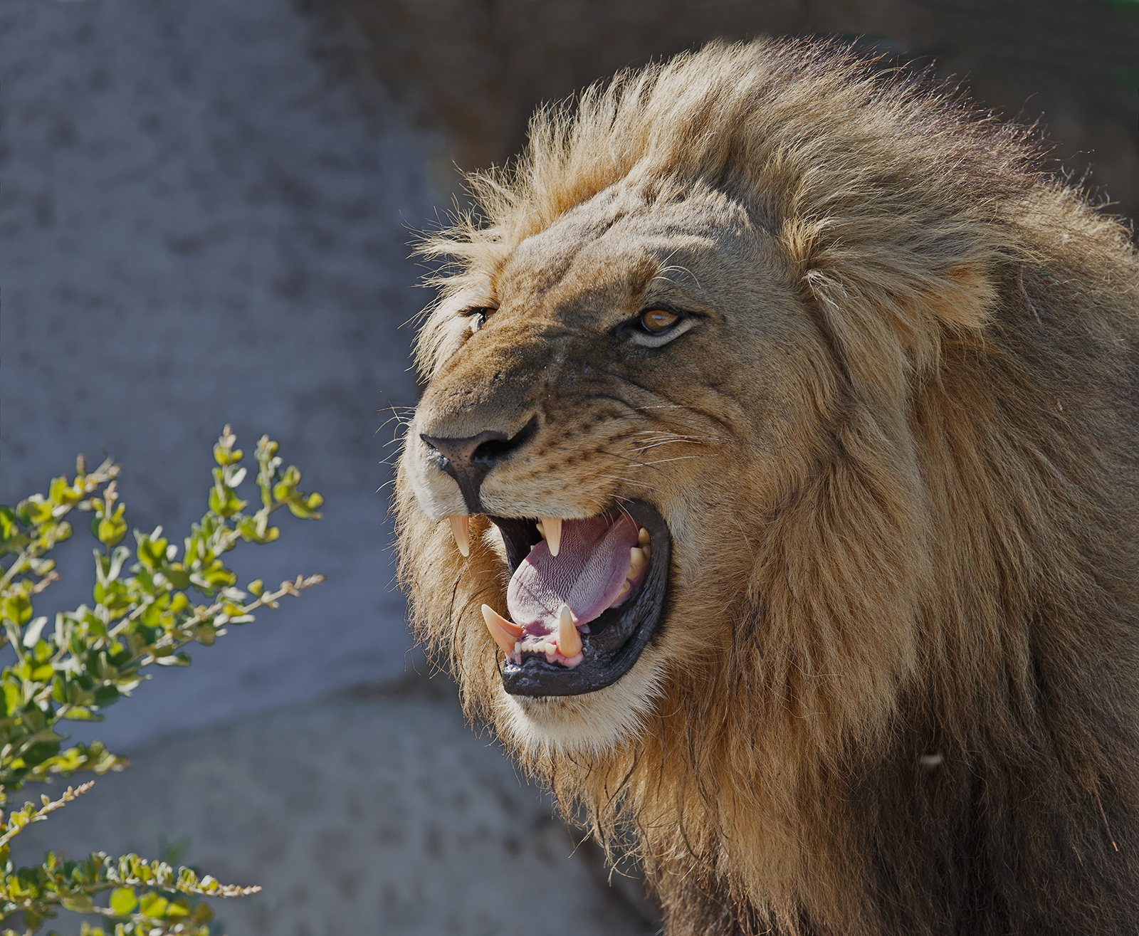 Yawn or Roar?
