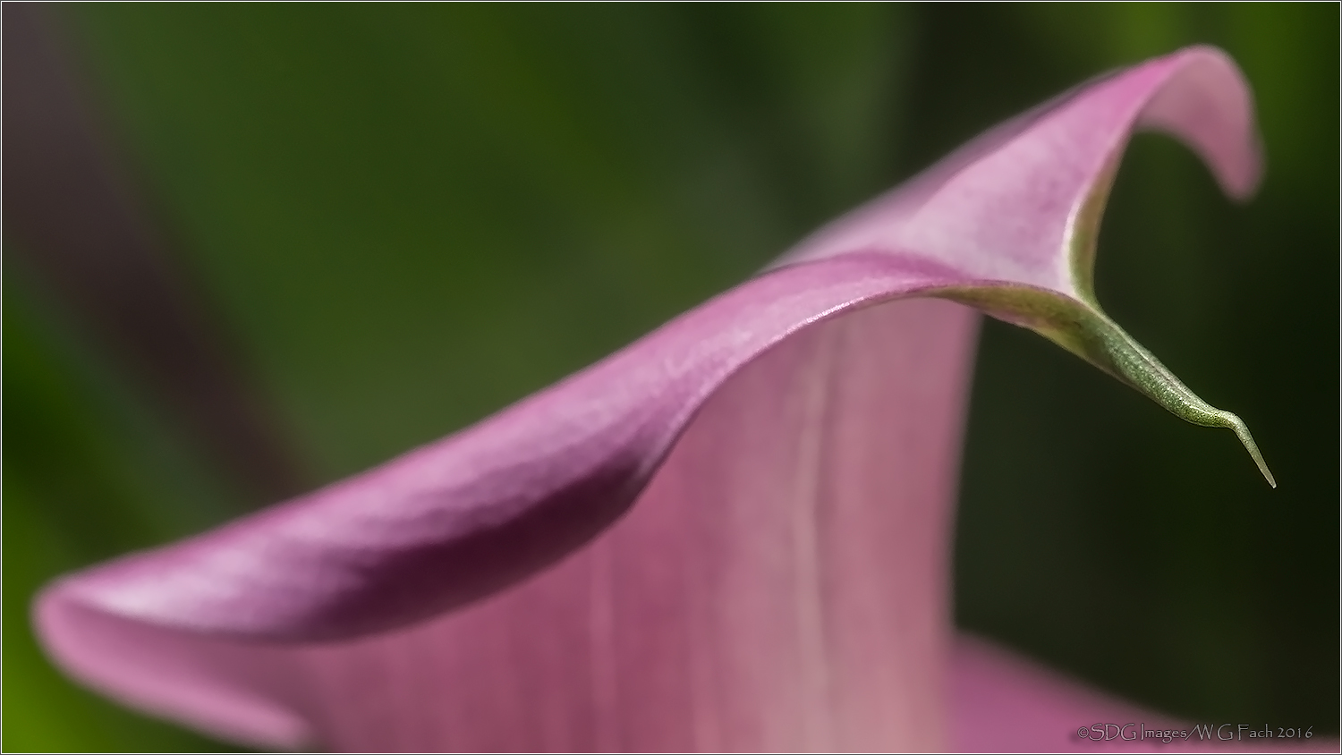 Taking Wing