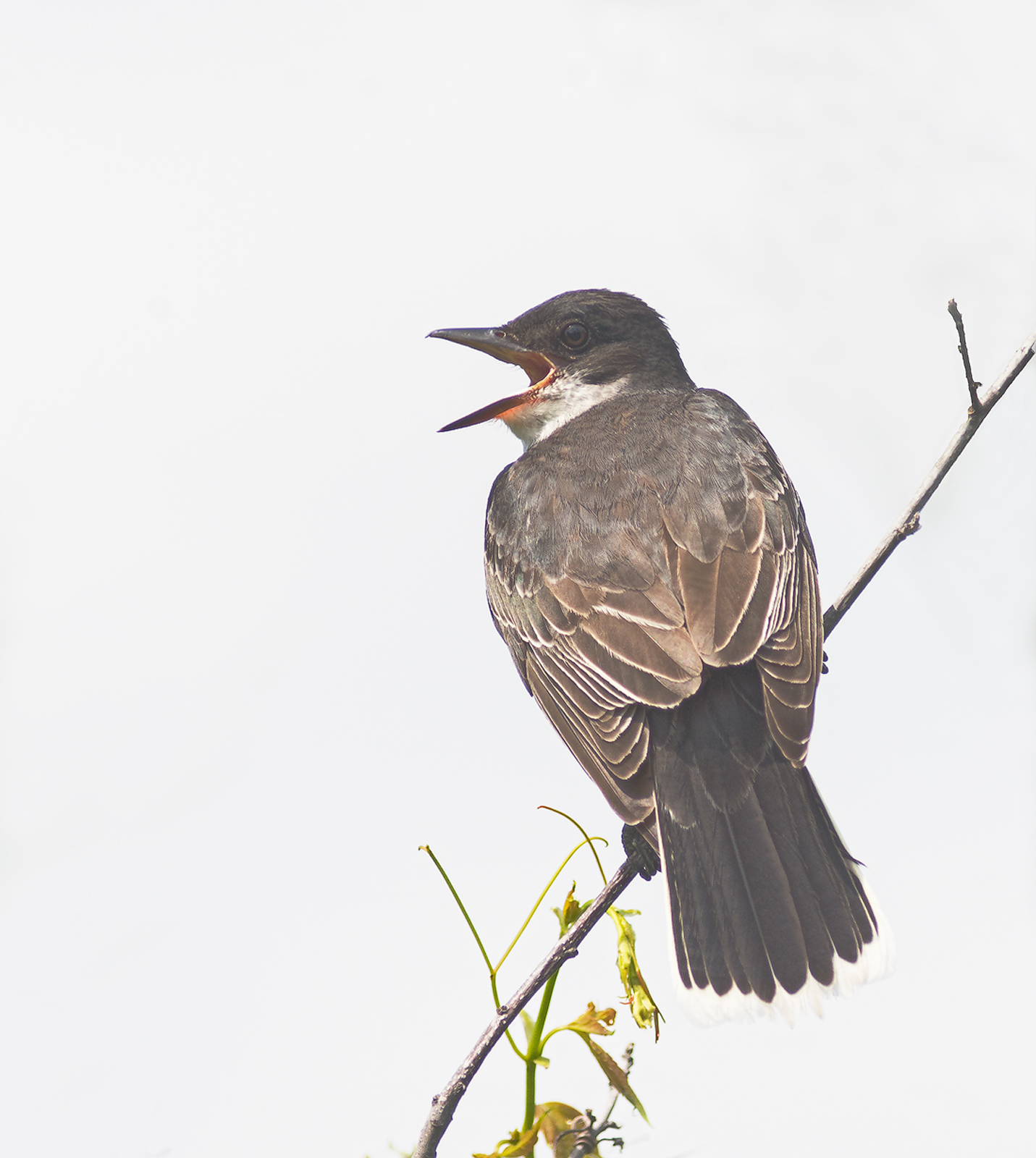 High Key Kingbird