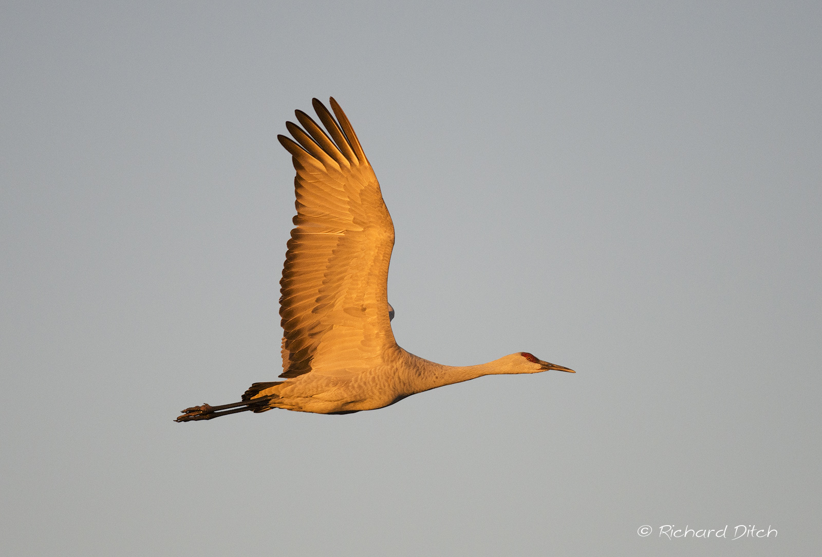 Sandhill Crane