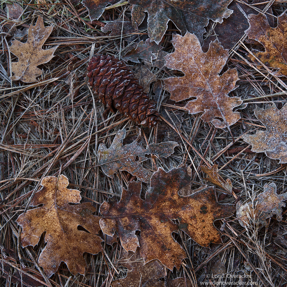 Forest Litter