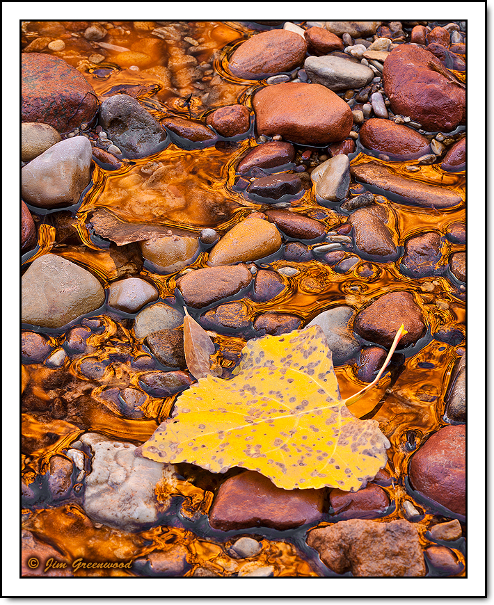 WC #723 - Liquid Gold
