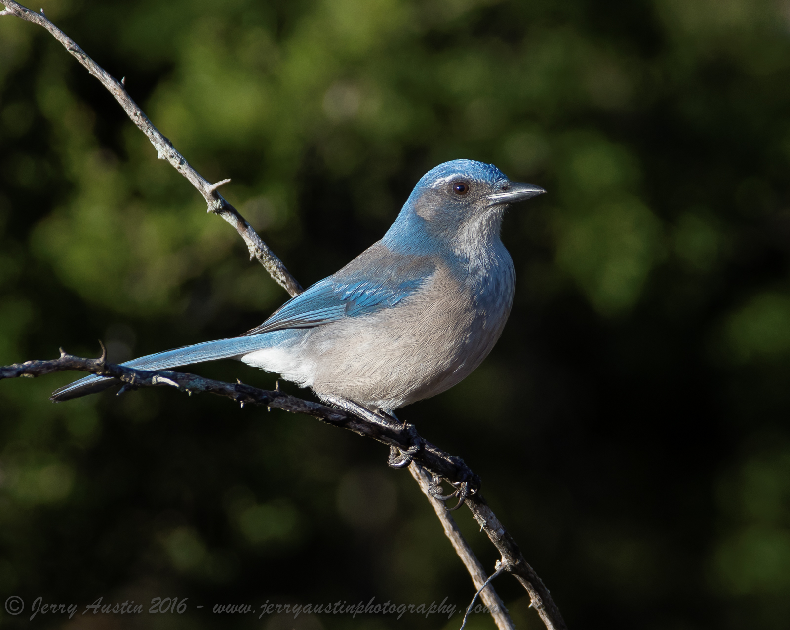 Texas Western Scrub Jay