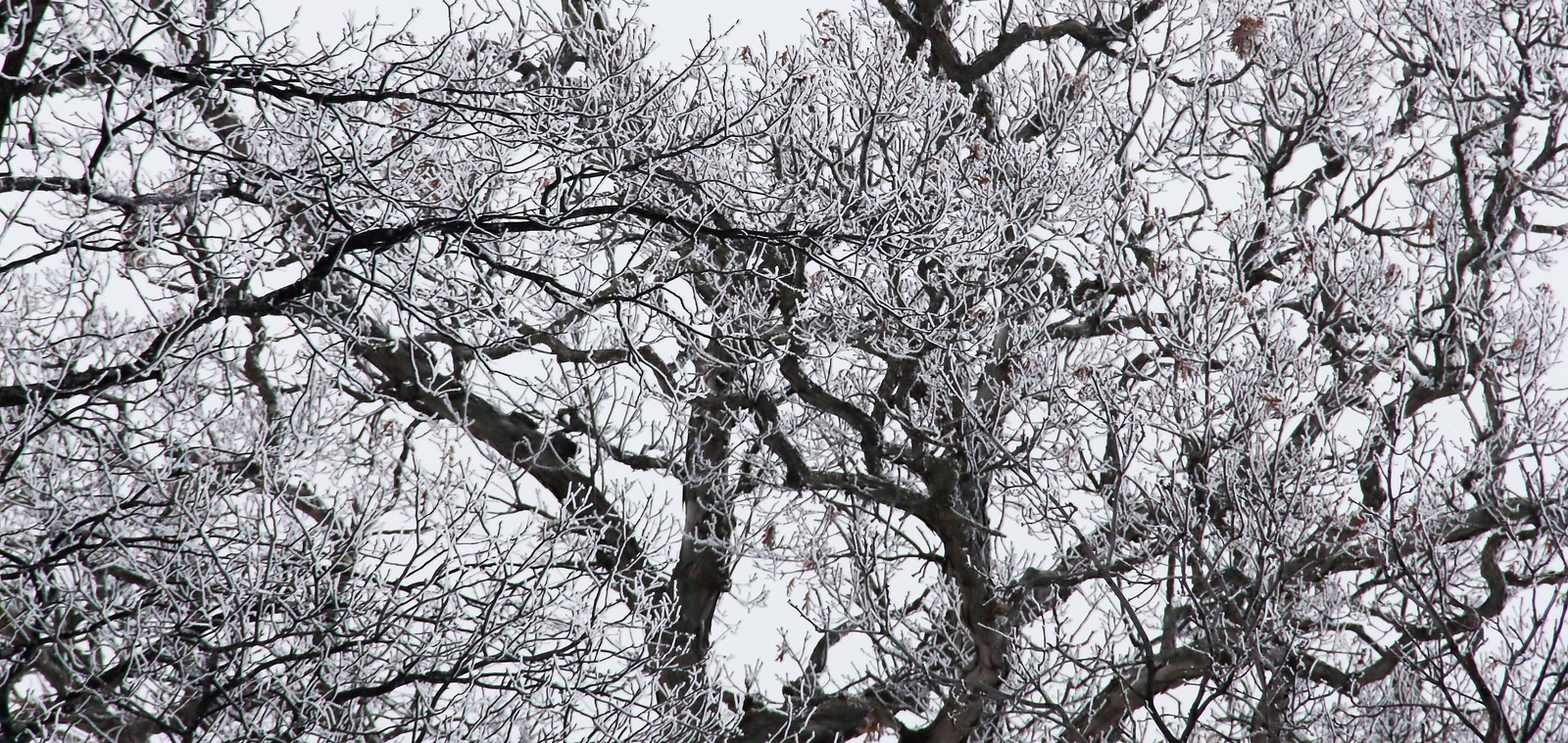 Frosty Tree Top 2