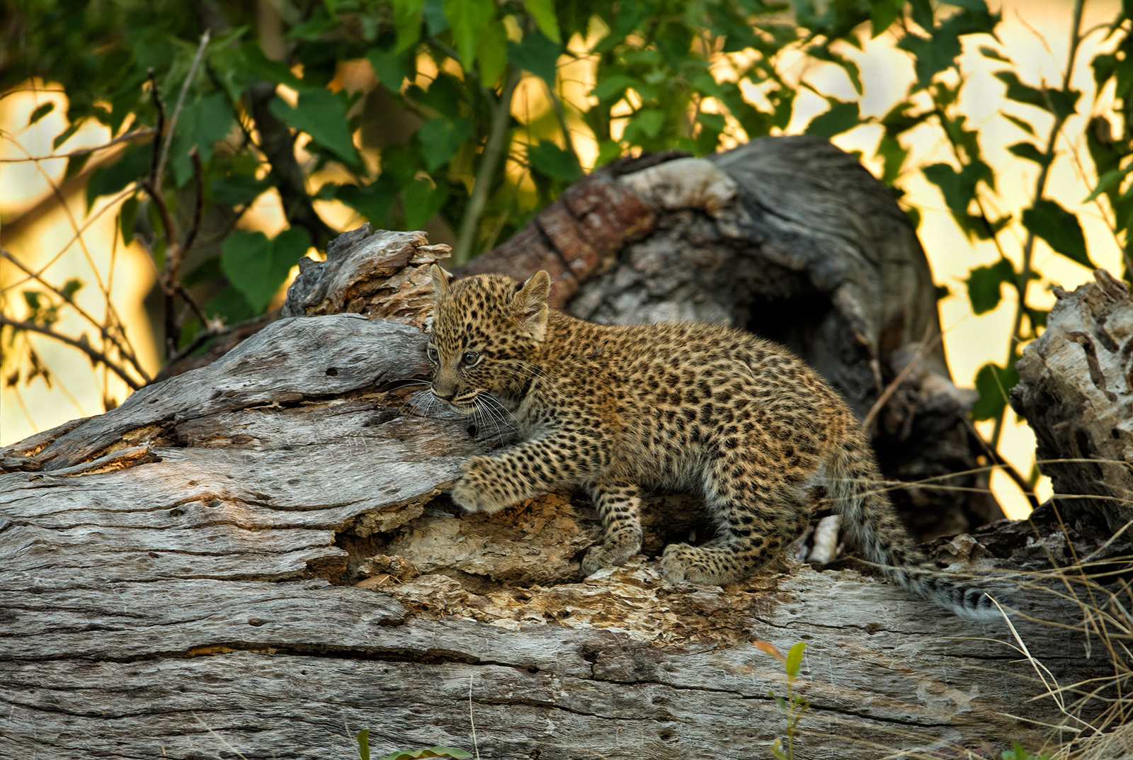 Another Cub Shot