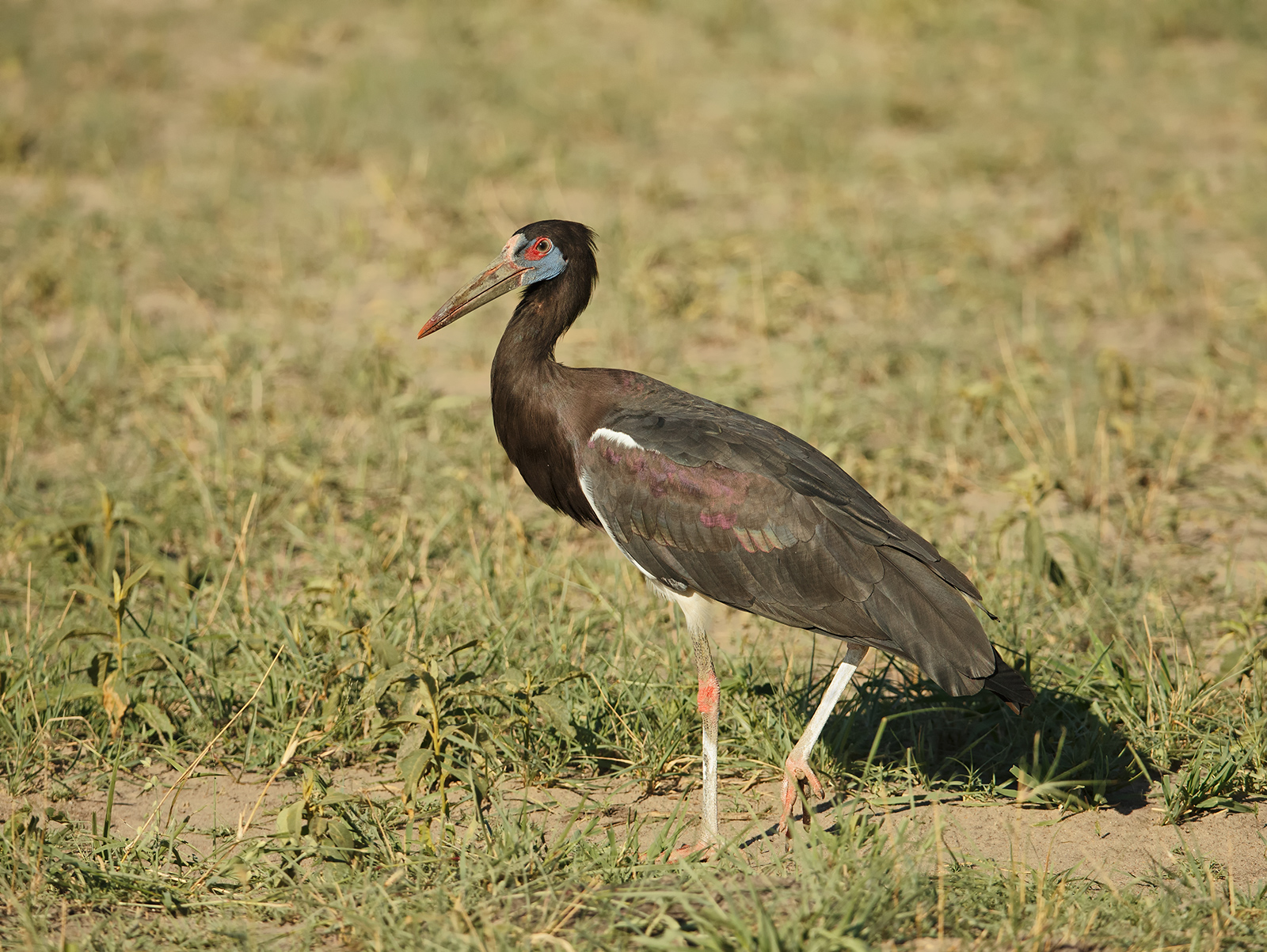 Abdim's Stork