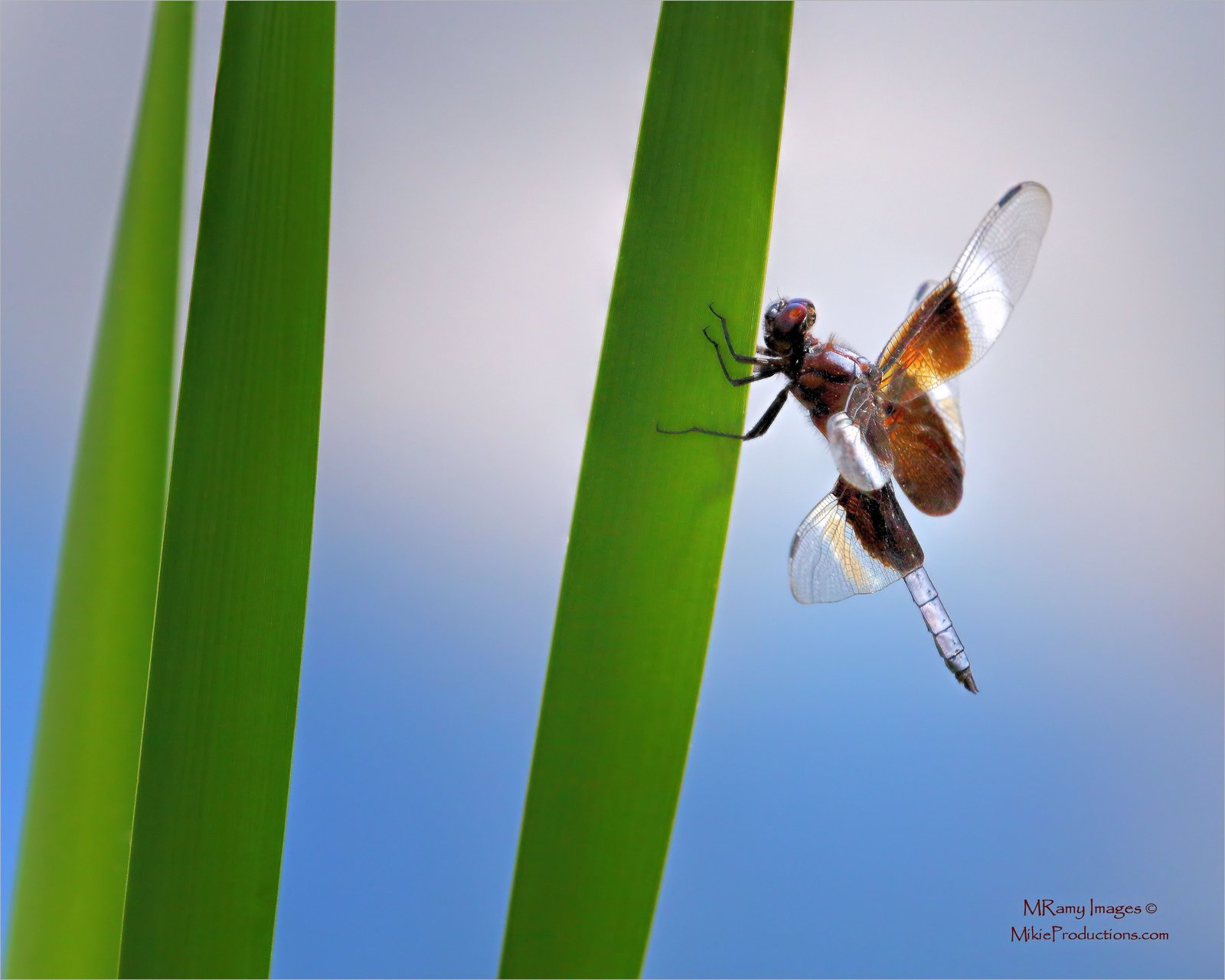 Reed Rider