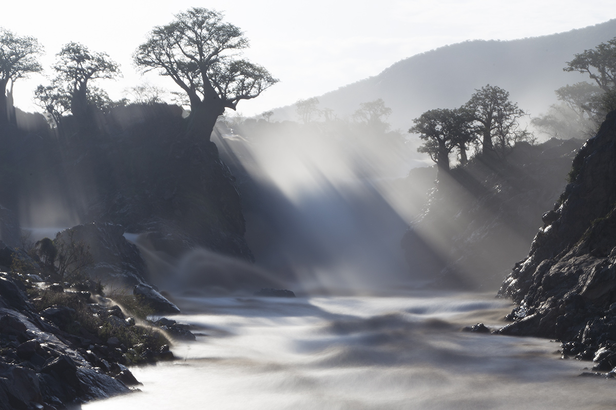 Backlit Baobab w repost