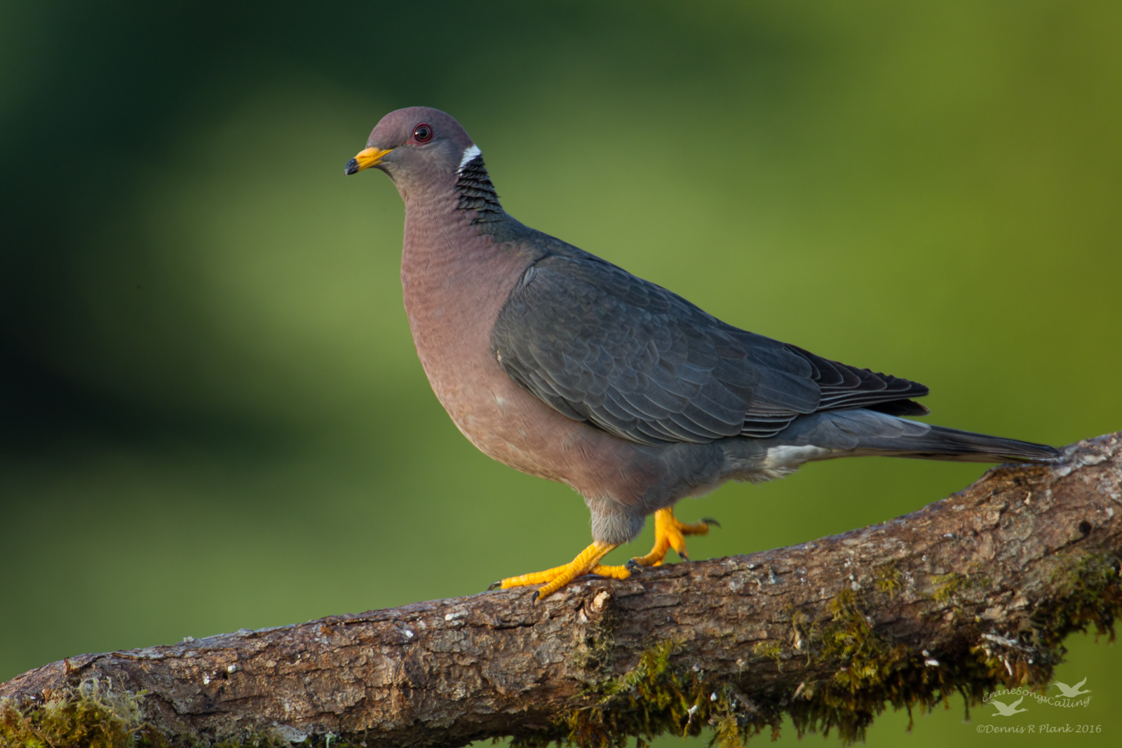 Band-tailed Pigeon