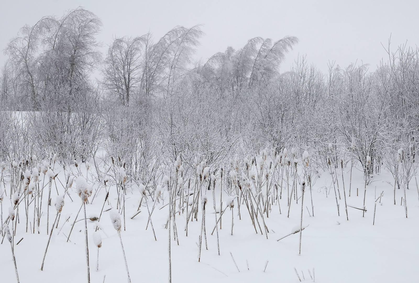 Winter  Bullrushes