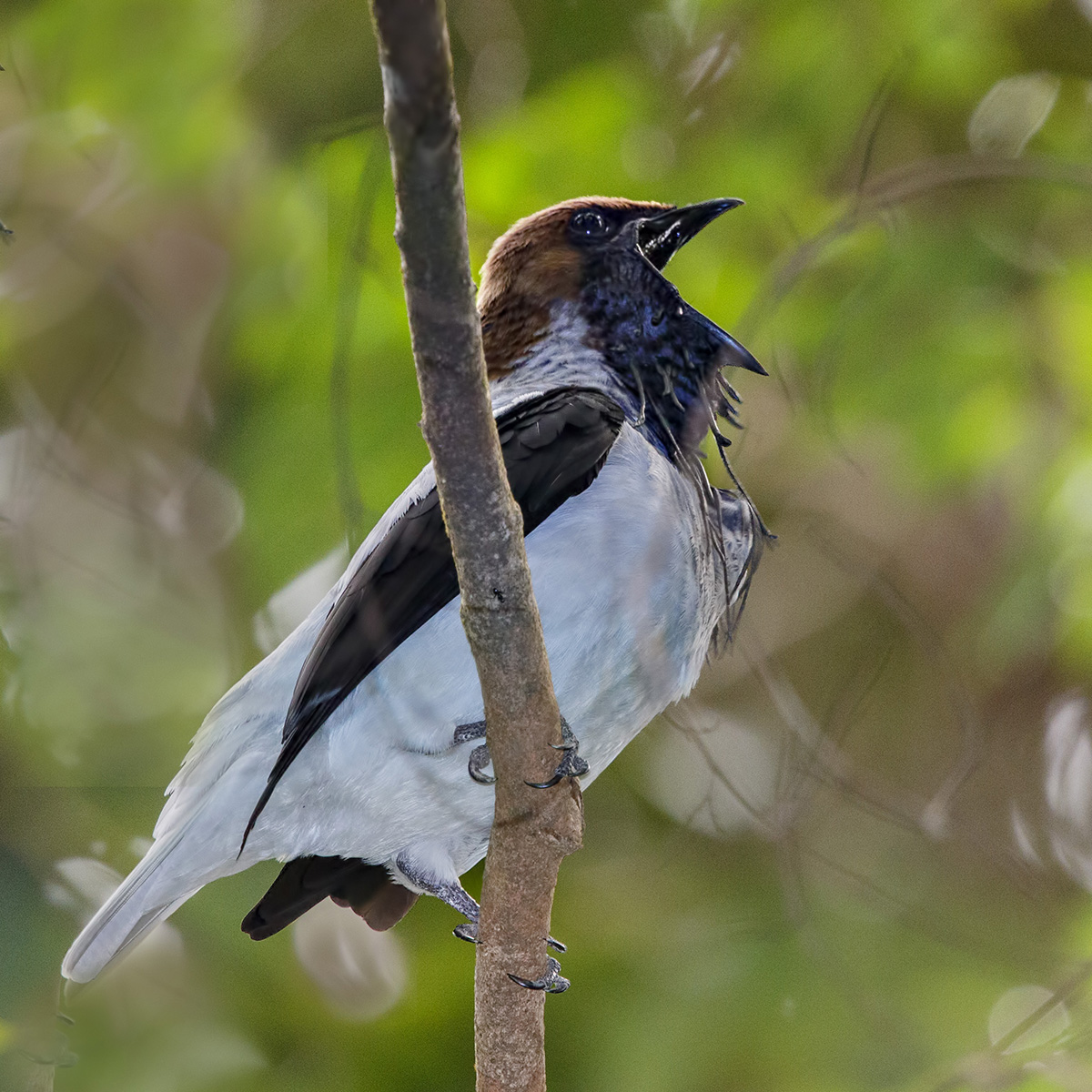 Bearded Bellbird