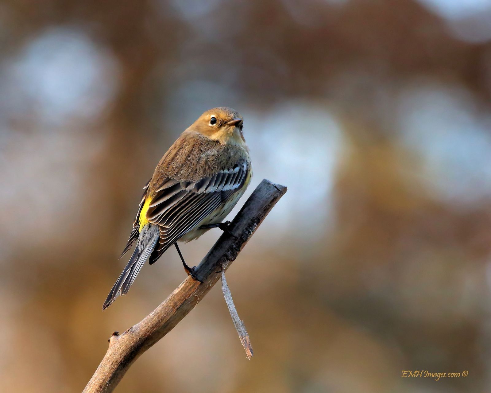 Yellow Rumped Warbler