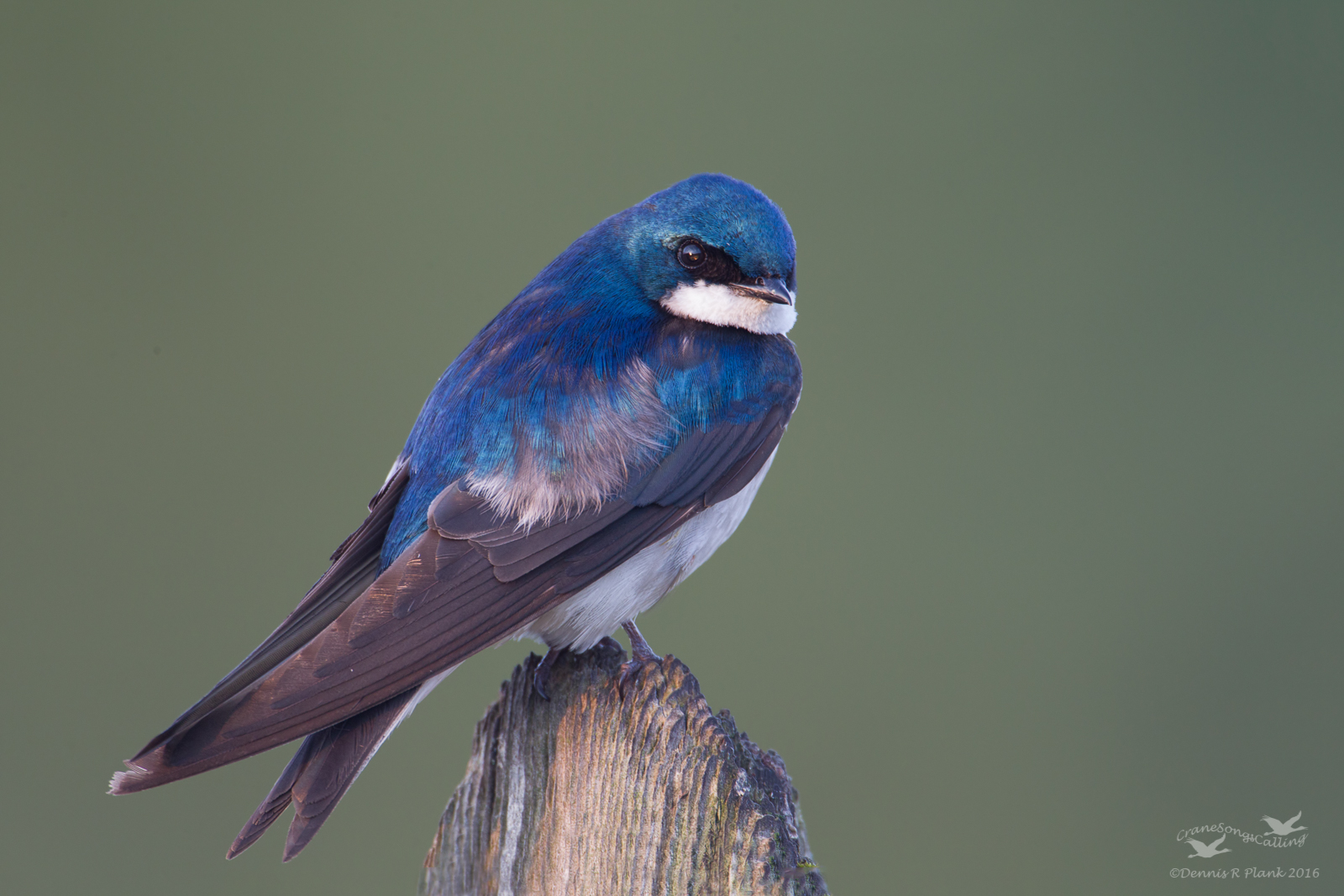 Tree Swallow