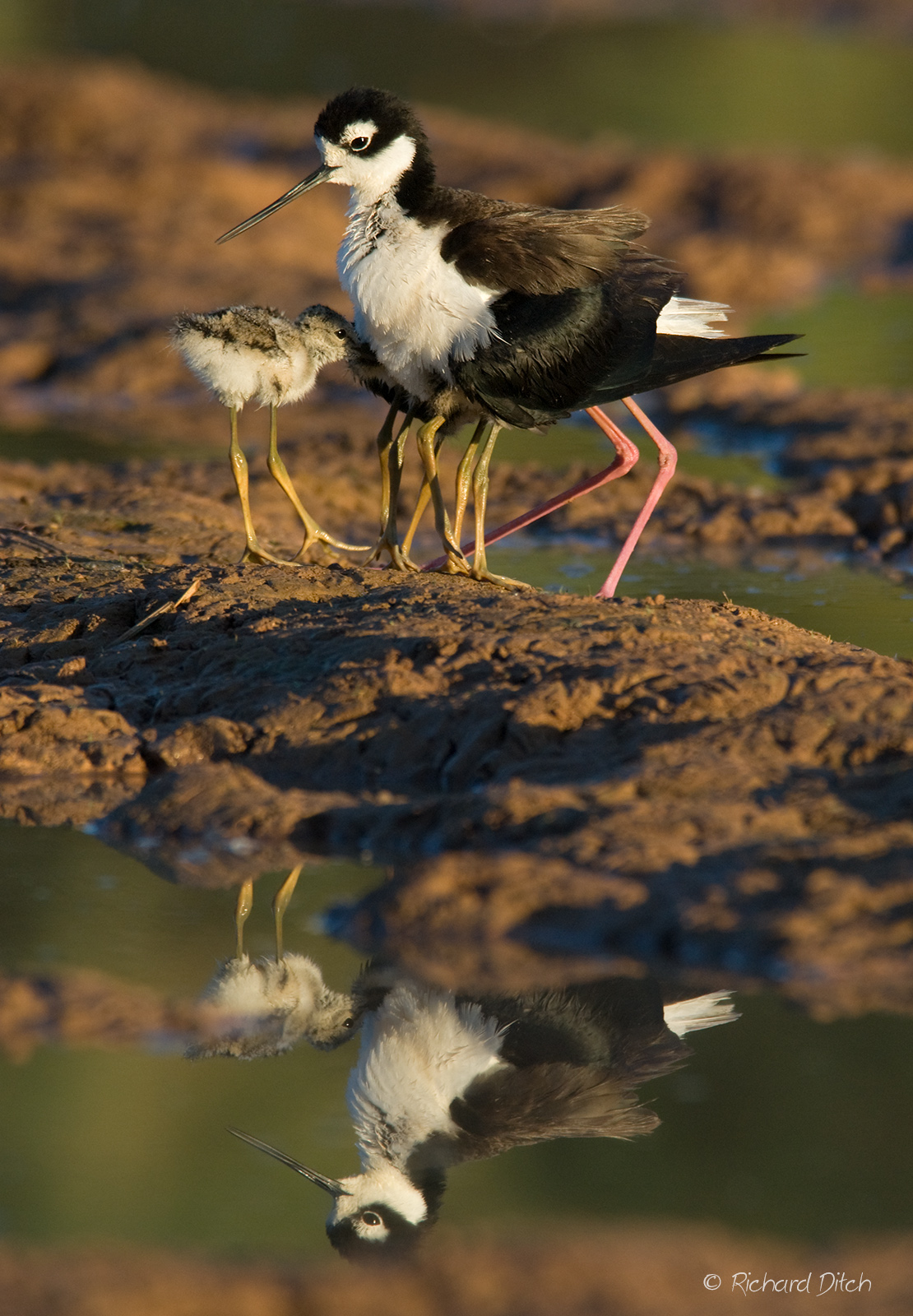 Black-necked Stilt