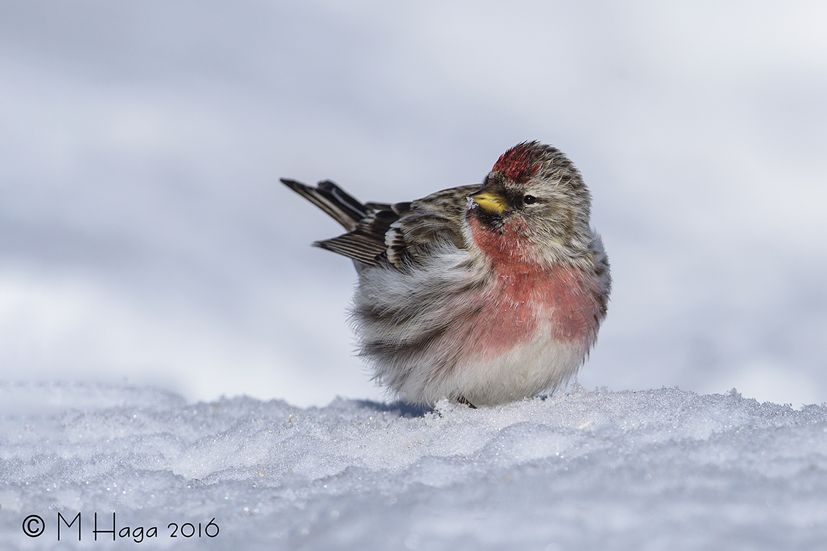 Common Redpoll