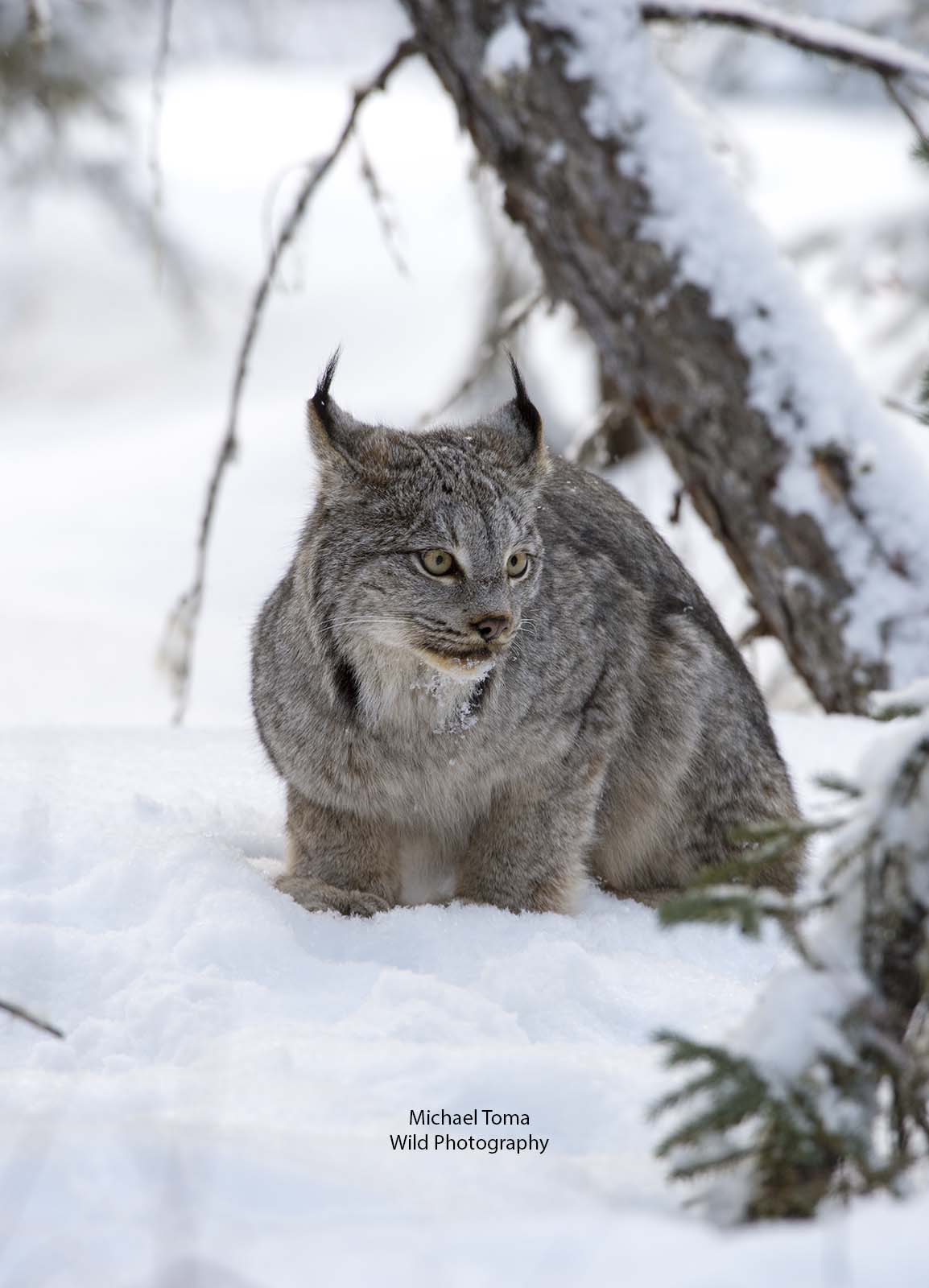 Crouching Lynx
