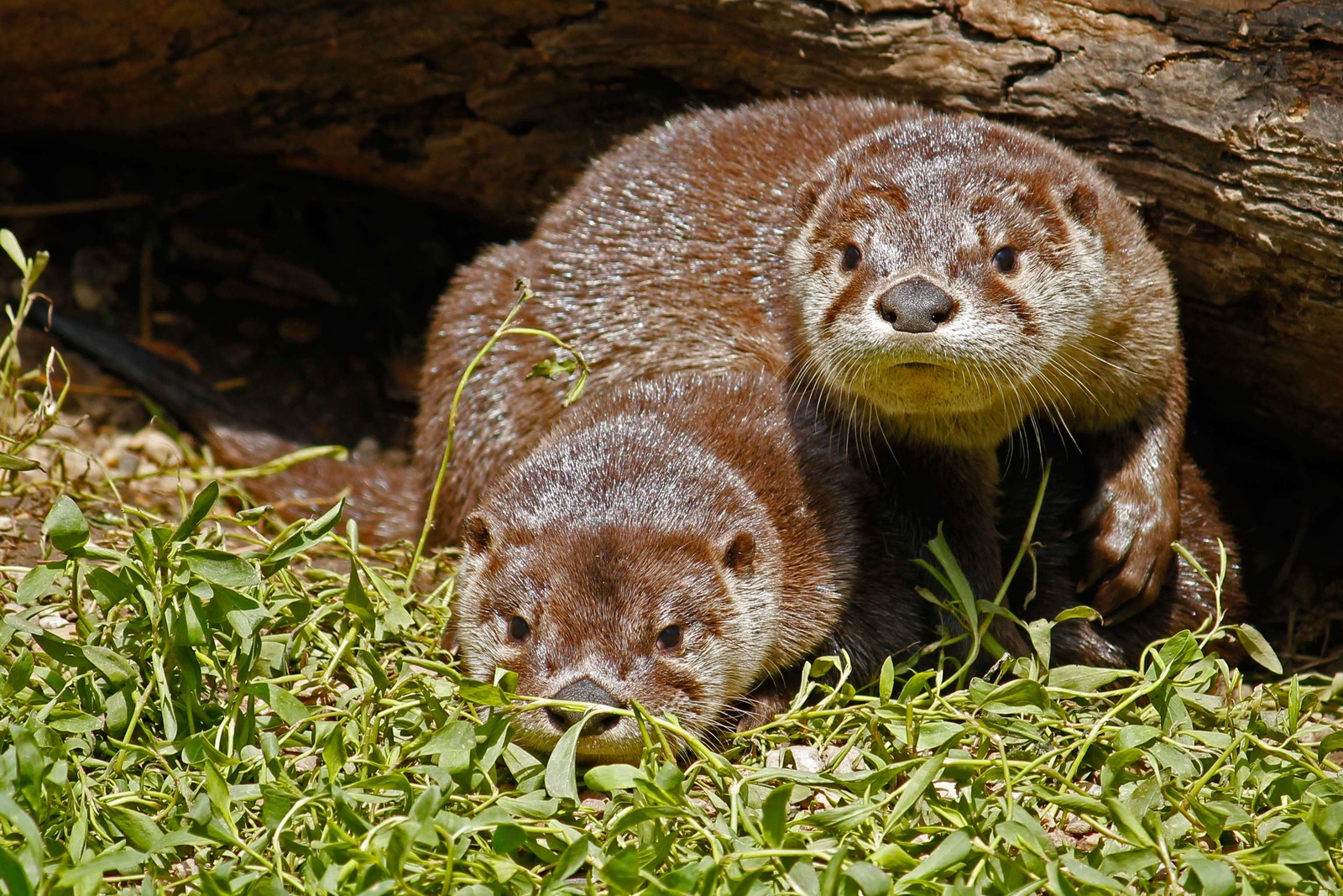 River otter pups