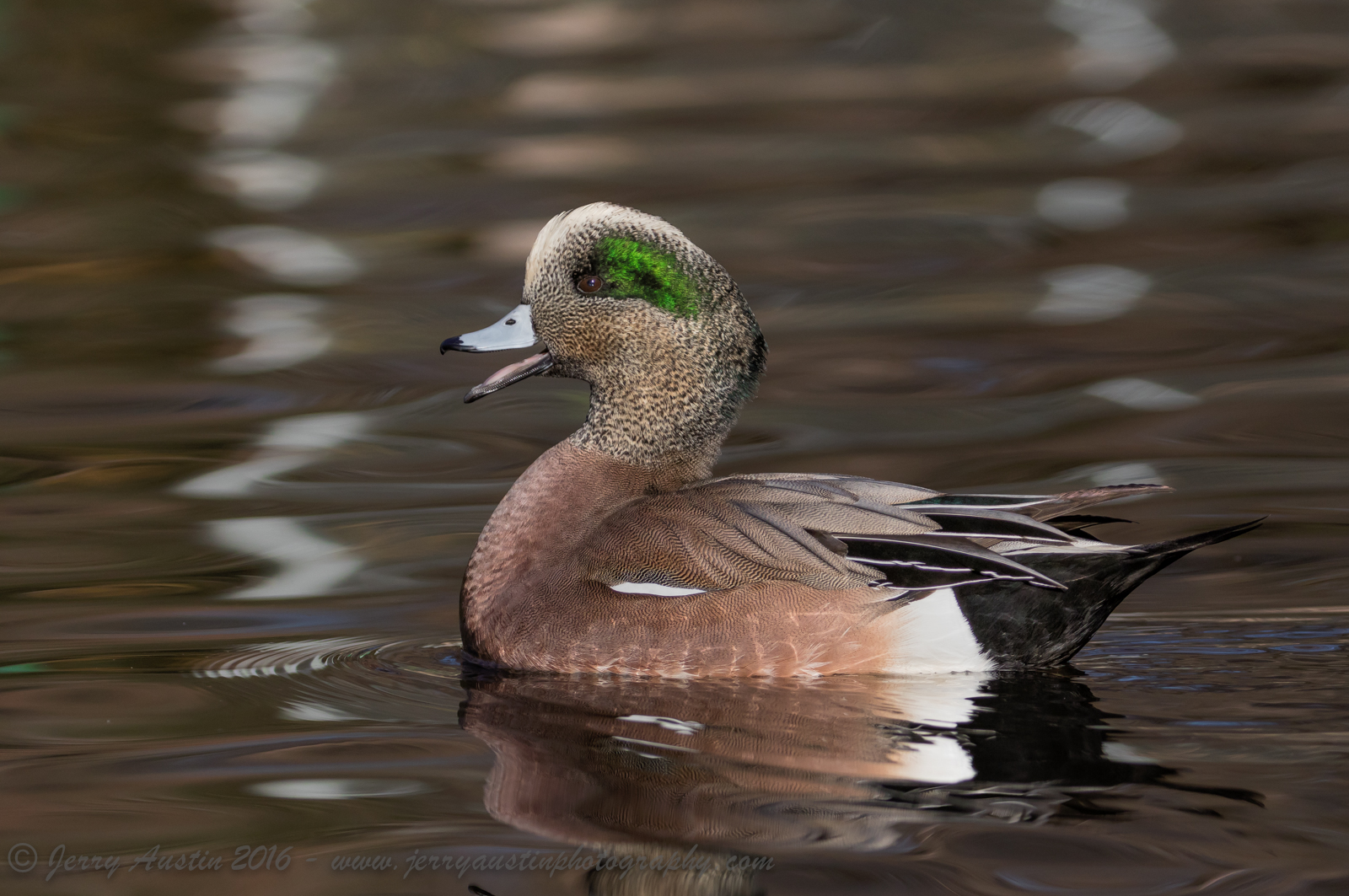 Texas Widgeon